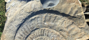 fossils found on Kilve beach